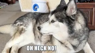 Giving My Husky Some Unwanted News!