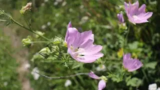 №572🌿🌸🌿Московская область, Одинцовский район, село КозинО: душистые травы, сельская пиццерия...