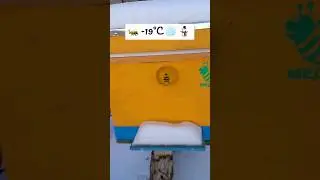 Зимуем зиму. 
