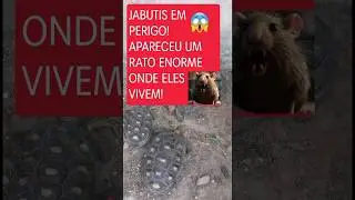 O PREDADOR VEIO ATRÁS DA PRESA. UM RATO NA CASA DOS JABUTIS!😢 #animais #tartaruga #rato