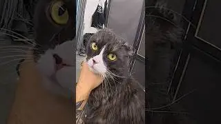 Cat Grooming
