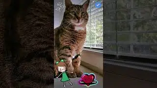 СМЕШНЫЕ КОШКИ / ПРИКОЛЫ С КОШКАМИ