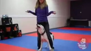 Чудеса тренировки, танцуют девушка и собака