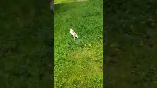 Джек рассел на природе