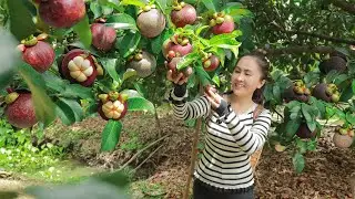 Harvest Mangoteens and bring them to the market sell, cooking | Emma Daily Life