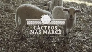 32 LACTEOS MAS MARCE