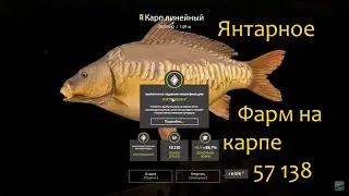 рр4! Янтарка! Фарм на карпе!!!