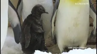 Entzückender Nachwuchs bei den Königspinguinen in Schönbrunn