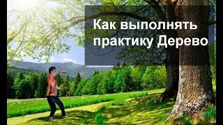 Как выполнять практику Дерево