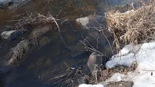 Весна... бегут ручьи, поют скворцы...
