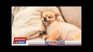 The No. 1 Reason Why Letting Your Dog Sleep in Bed Is a Terrible Idea