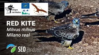 Comedero Binaced - 🔴DIRECTO Life-eurokite.eu