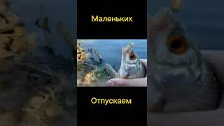 Рыбалка. Маленьких отпускаем. #рыбалка #река
