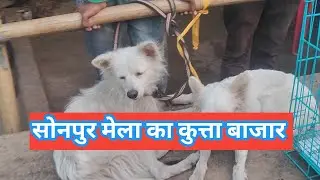 सोनपुर मेला का कुत्ता बाजार