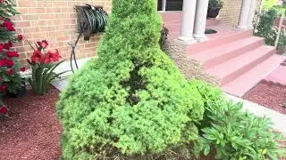 PEQUEÑO TOUR DE MI JARDIN