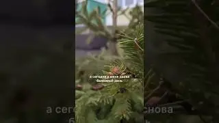 16 ноября 2023 г.
