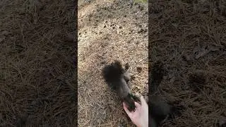 #СибВо