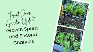 Front Door Garden Update: Growth Spurts and Second Chances
