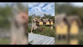 Anže in Bit Sever: Morostig in veslanje po Ljubljanici