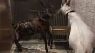 Bakra 2024 Goat Lahori shauk #bakra #Lahori shauk 2024