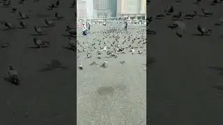 kabootar chowk Makkah 