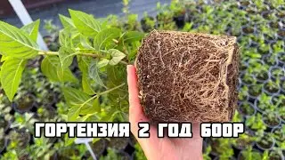 Каталог июнь 2024г #гортензия #питомникрастений #цветы #hydrangea