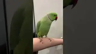 Говорящий ожереловый попугай Ричи