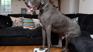 Great Dane Dog 216 pounds and 7 feet long.