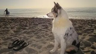 AUSTRALIAN SHEPHERD | Beach Day