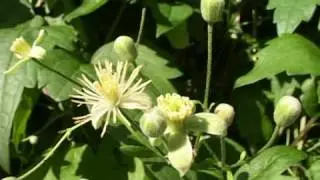 Bach Flower Remedies - Clematis