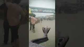 Khatarnak saamp ne kiya insanon per hamla dekhiae aage kya hua #Nag #shorts #video 🐍🐍