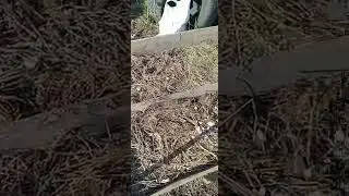 огуречную грядку плоскорезом прорыхлила замульчировала травой.