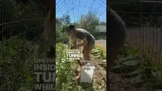 Growing year round in a DIY greenhouse