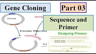 Sequence Extraction and Primer designing #GCRDT Part 03