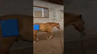 Pellegrino❤️ #horse