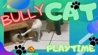 BULLY CAT : PLAYTIME