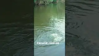 Короп-Монстр на поплавок