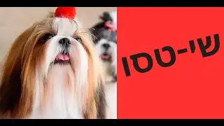 אילוף כלבים | על שי טסו | לאלף שיטסו | גור שיצו | טל שלוש מאלף כלבים מומחה מדבר על הגזע השי טסו