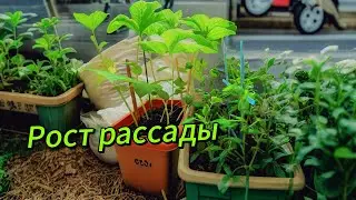 Рост рассады, огурцы и горох, посаженых в середине июля. Делаем им опоры.
