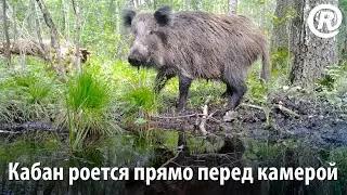 Дикий кабан роется в земле прямо перед камерой. Wild boar (Sus scrofa), female.