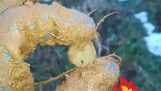 Сезон 2018 Январь