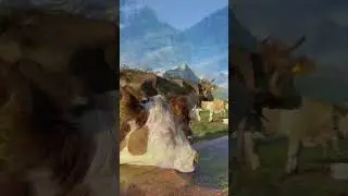 Happy cows in Switzerland 🇨🇭