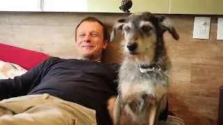 Cães que dorme no quarto: será que influencia no comportamento?