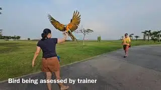 Rehab Training For Blue & Gold Macaw