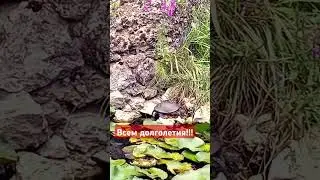 31 июля 2024 г. #северныйкавказ #горячийключ #долголетие  #лотосы #лотос #черепахa