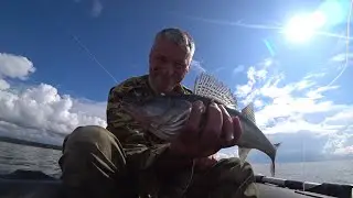 Судак. Тролинг. Финский залив. Рыбалка 03.08.24.