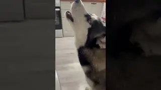Хаски поёт.