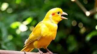 I share with you my canary which has accompanied me since I created my channel