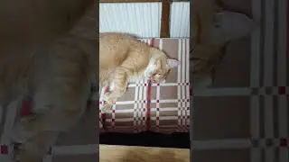 Спокойной ночи, малыши