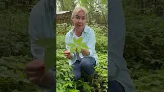 Сныть: чудо-трава для здоровья всей семьи 🌿 #травянойсбор #рецепты #дикоросы #фитоаптека #сныть